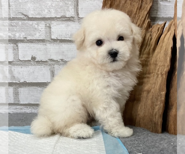 Medium Photo #2 Poodle (Toy) Puppy For Sale in SAN FRANCISCO, CA, USA