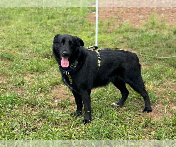 Medium Photo #1 Mutt Puppy For Sale in New York, NY, USA