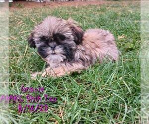 Medium Shih Tzu