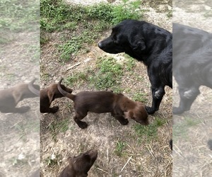 Mother of the Labrador Retriever puppies born on 05/05/2021