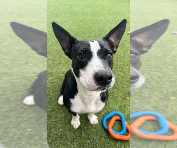 Medium Photo #1 Pointer-Unknown Mix Puppy For Sale in Pompano Beach , FL, USA