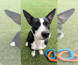 Pointer-Unknown Mix Dogs for adoption in Pompano Beach , FL, USA