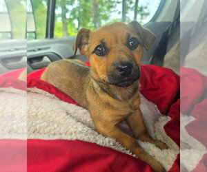 Boxer-Dachshund Mix Dogs for adoption in Anchorage, AK, USA