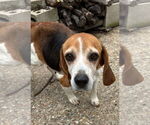 Small #4 Beagle
