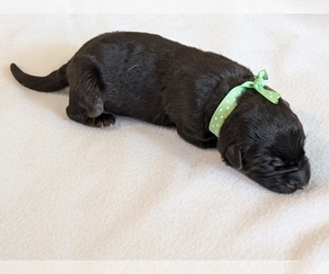 German Shepherd Dog Puppy for sale in OAK GROVE, OR, USA