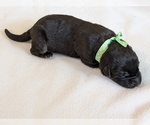 Small German Shepherd Dog