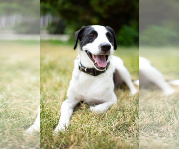 Medium Photo #14 Collie-Unknown Mix Puppy For Sale in Sandy, UT, USA