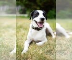 Small #13 Collie Mix