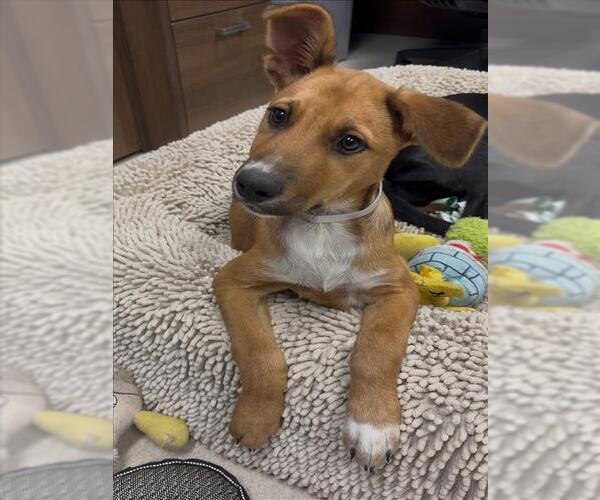 Medium Photo #1 Black Mouth Cur-Unknown Mix Puppy For Sale in Conroe, TX, USA