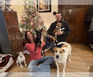 Mutt Dogs for adoption in Boonton, NJ, USA