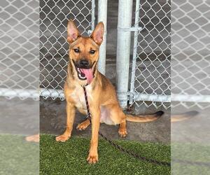 Black Mouth Cur Dogs for adoption in Baytown, TX, USA