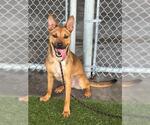 Small Black Mouth Cur