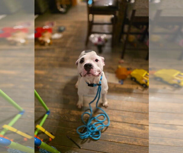 Medium Photo #4 Mutt Puppy For Sale in New London, WI, USA