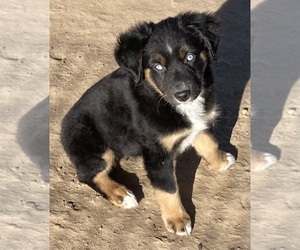 Miniature Australian Shepherd Puppy for sale in FORT MORGAN, CO, USA