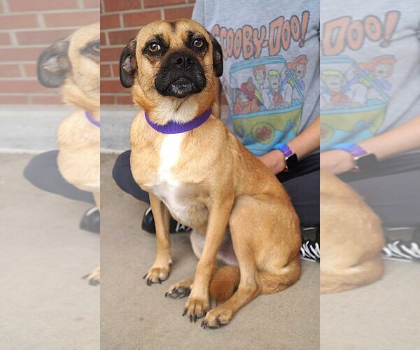 Medium Photo #3 Pug-Unknown Mix Puppy For Sale in Carrollton, TX, USA