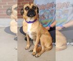 Small #2 Pug Mix