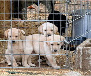 Labrador Retriever Puppy for sale in SHELTON, WA, USA