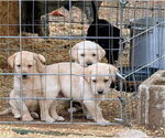 Small Labrador Retriever