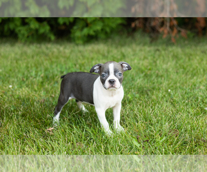 Boston Terrier Puppy for sale in MILFORD, IN, USA