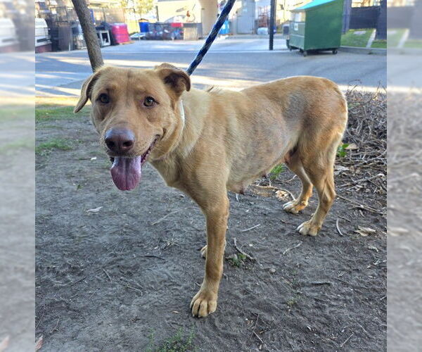 Medium Photo #1 Labrador Retriever-Unknown Mix Puppy For Sale in Long Beach, CA, USA