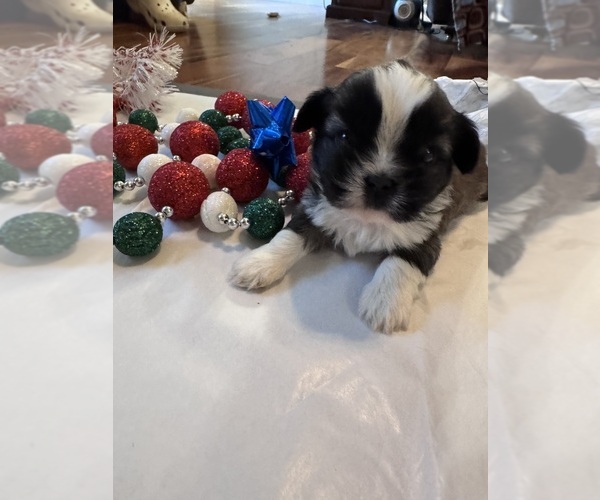 Medium Photo #16 Shih Tzu Puppy For Sale in CENTRALIA, IL, USA