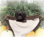Puppy Forest Cocker Spaniel-Miniature Bernedoodle Mix