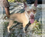 Small #2 American Pit Bull Terrier Mix