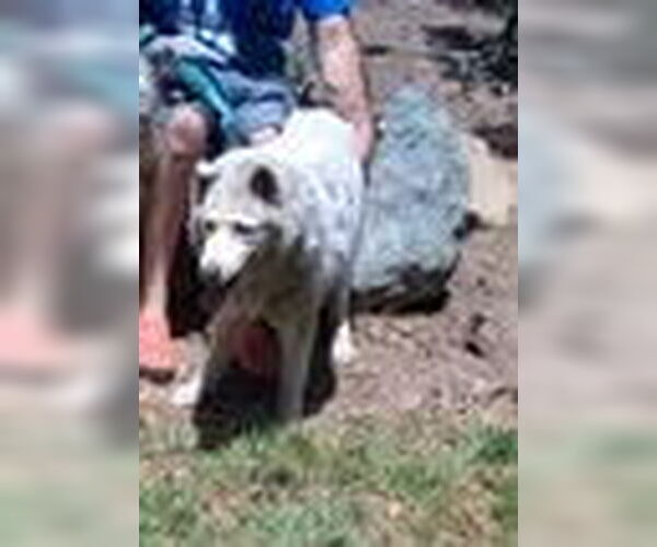 Medium Photo #3 Siberian Husky Puppy For Sale in Pacific grove , CA, USA