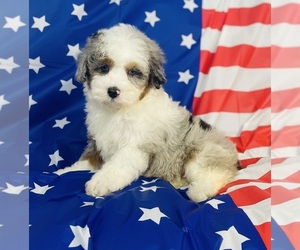 Aussiedoodle Miniature -Poodle (Toy) Mix Puppy for sale in CINCINNATI, OH, USA