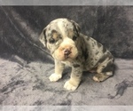 Small Photo #4 Olde English Bulldogge Puppy For Sale in CHETEK, WI, USA