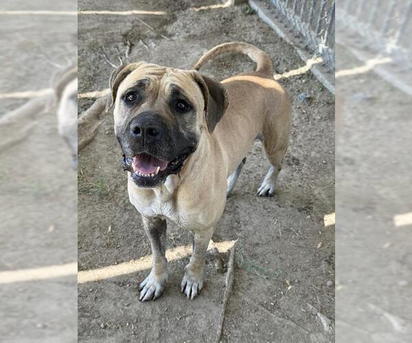 Medium Photo #3 Mastiff-Unknown Mix Puppy For Sale in Riverside, CA, USA