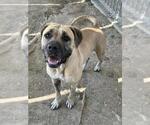 Small #2 Mastiff Mix