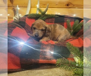 Dachshund Puppy for sale in WITHEE, WI, USA