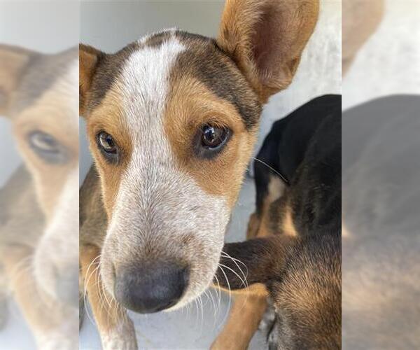 Medium Photo #1 Catahoula Leopard Dog Puppy For Sale in Houston, TX, USA