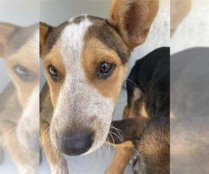 Catahoula Leopard Dog Dogs for adoption in Houston, TX, USA