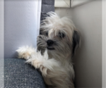 Small Photo #3 Maltipoo Puppy For Sale in Redmond, WA, USA