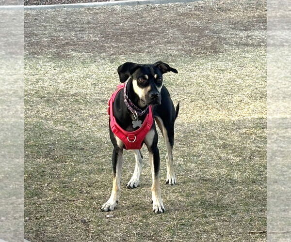 Medium Photo #5 Catahoula Leopard Dog-Unknown Mix Puppy For Sale in Chandler, AZ, USA
