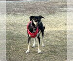 Small #4 Catahoula Leopard Dog Mix