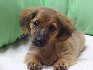 Chiweenie Puppy for sale in ATLANTA, IL, USA