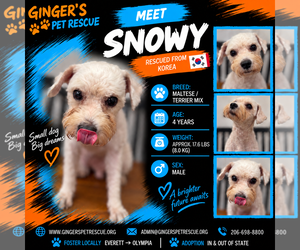 Maltese Dogs for adoption in Seattle, WA, USA