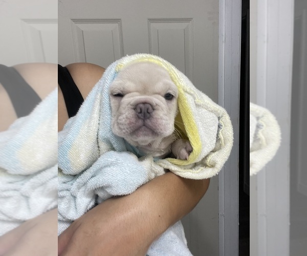 Medium Photo #9 French Bulldog Puppy For Sale in SAN BERNARDINO, CA, USA