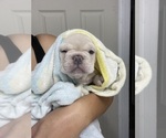 Small Photo #32 French Bulldog Puppy For Sale in SAN BERNARDINO, CA, USA