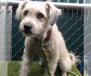 Maltese-Unknown Mix Dogs for adoption in Downey, CA, USA