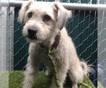 Small Maltese Mix
