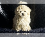 Small #3 Maltipoo