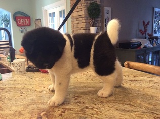 Akita Puppy for sale in MUNFORDVILLE, KY, USA