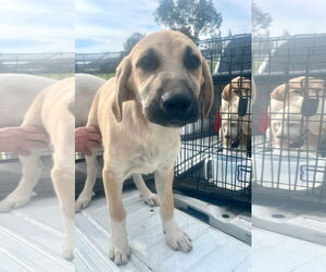 Labrador Retriever-Retriever Mix Dogs for adoption in Mt. Laurel, NJ, USA