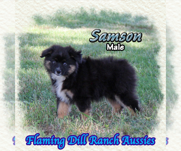 Medium Photo #1 Miniature Australian Shepherd Puppy For Sale in FORESTBURG, TX, USA