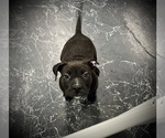 Small Photo #38 American Bully Puppy For Sale in REESEVILLE, WI, USA