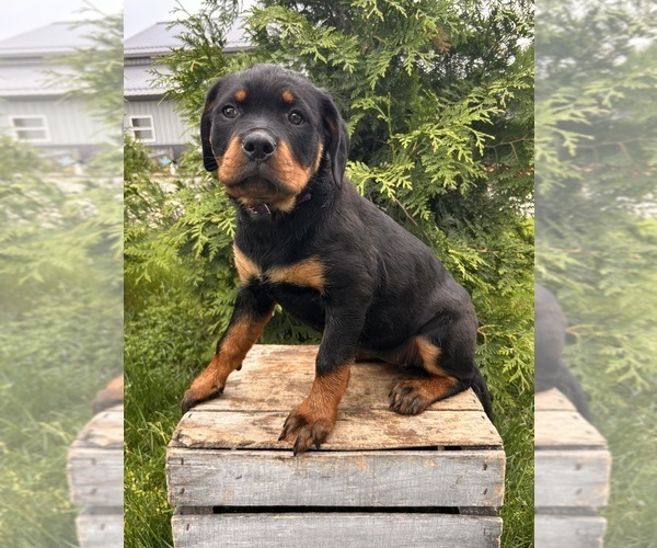 Medium Photo #3 Rottweiler Puppy For Sale in MIDDLEBURY, IN, USA